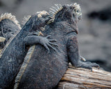 Ecuador Amazon and The Galapagos 2024 [SOLD OUT-Click for waitlist]